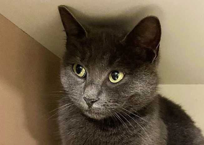 Кошеня Лілу шукає терміново дім