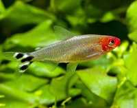 Rodostomus- ryba akwariowa