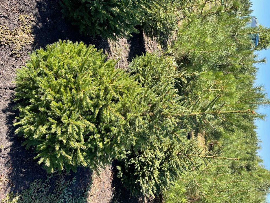 Ель с комом (1.5 м)