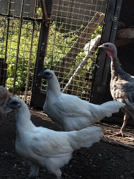 Kogut ayam cemani biały