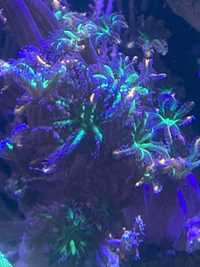 Koralowiec miekki Clavuaria Papaya
