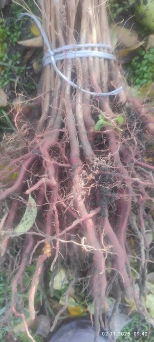 подвой , абрикоса, алычи