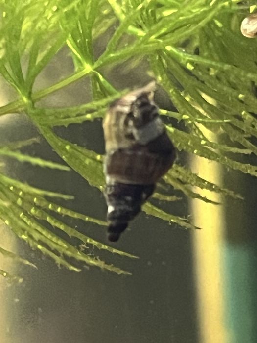 Slimaki Brotia herculea