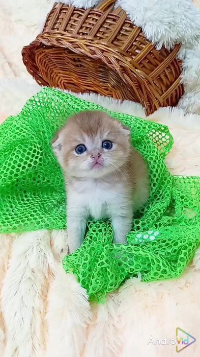 Нежная девочка золотая шиншилла. Шотландская вислоухая