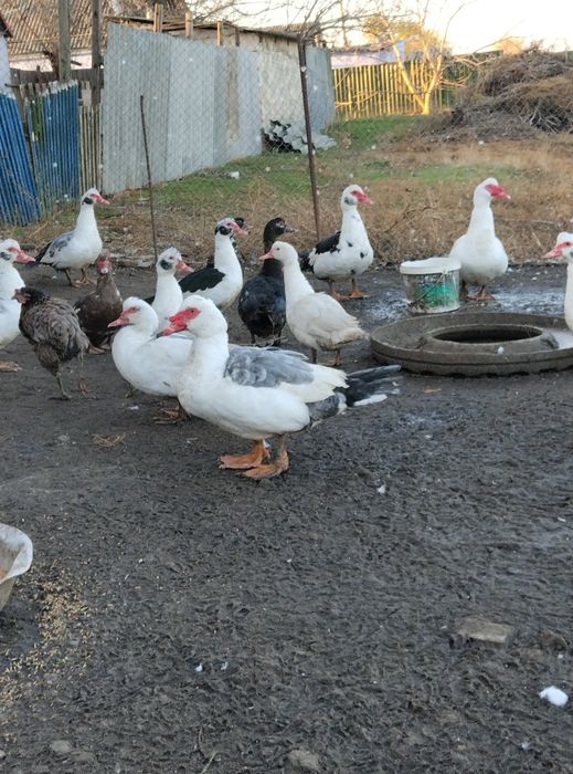 Продам мускатних качок