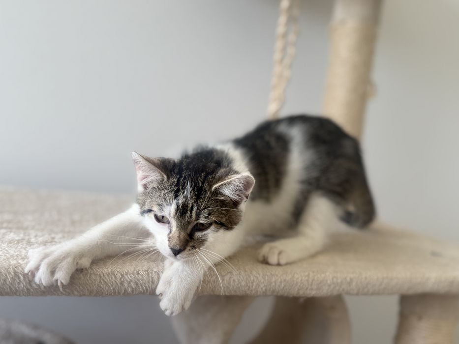 Kociak do adopcji- Krakow/ Gorlice