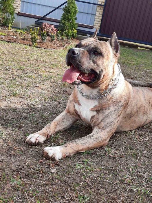 Вязка амстафф, хлопчик запрошує наречених