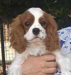 Cavalier king charles spaniel Górska Fantazja FCI