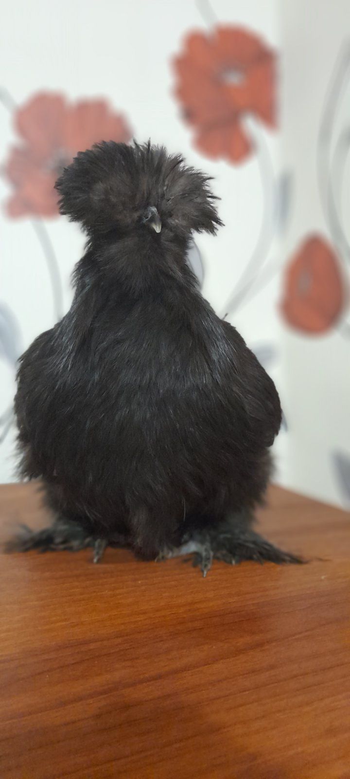 Китайские шелковые кури silkie