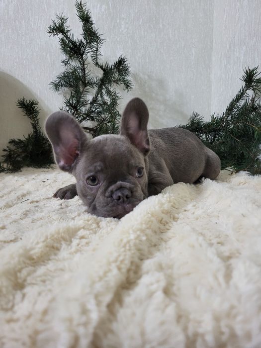 Французький бульдог