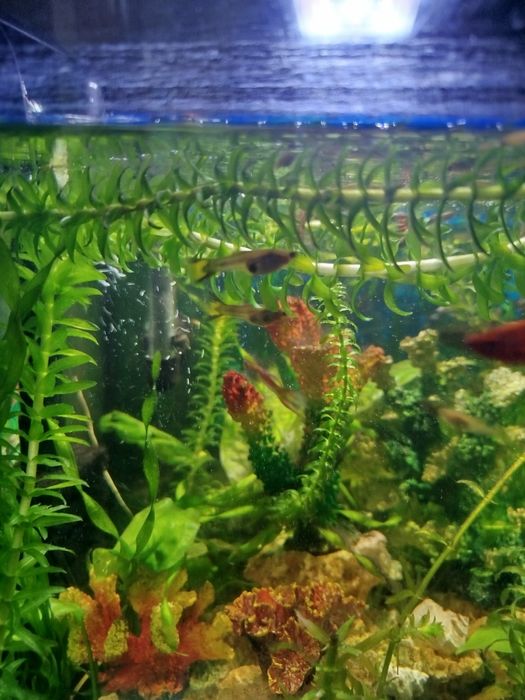 Віддам гупі, безкоштовно.