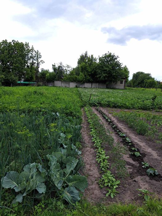 Продаж будинку м Радомишль