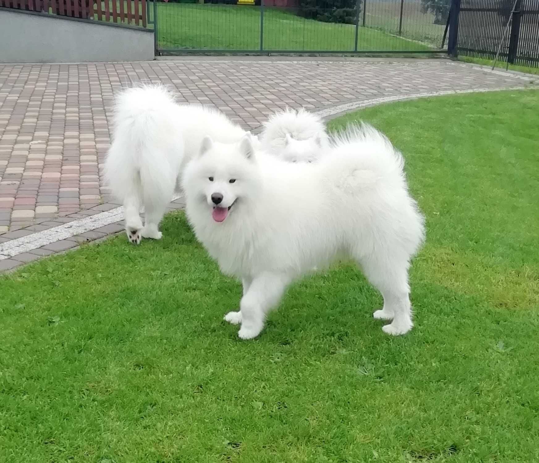 Samoyed Reproduktor