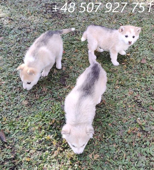 Husky piękna suczka