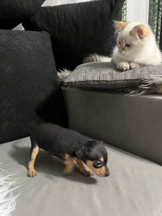 Pińczer miniaturowy ratlerek