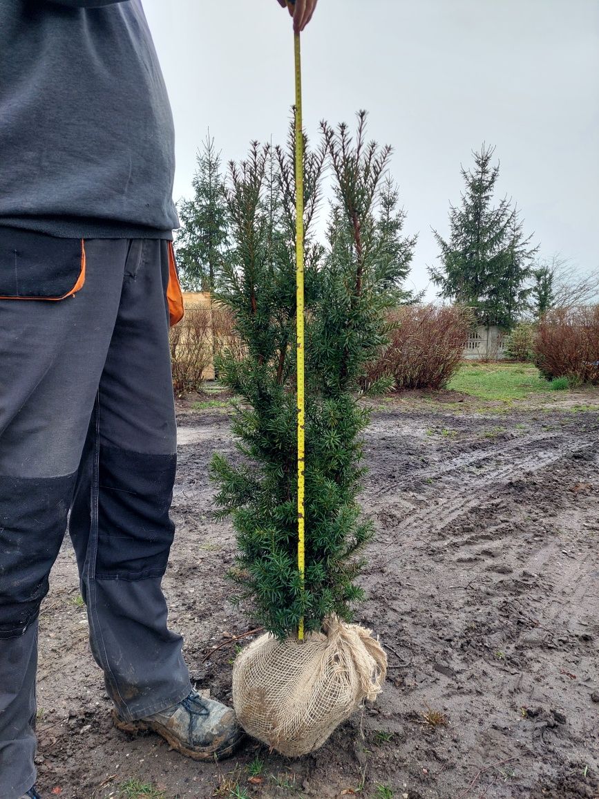 Cis 'Hicksii' na żywopłot