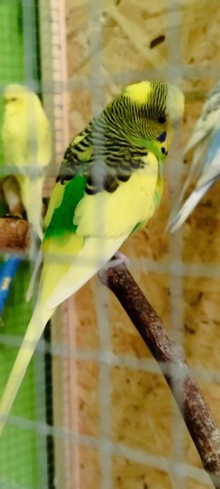 Witam sprzedam papugi faliste w różnych kolorach