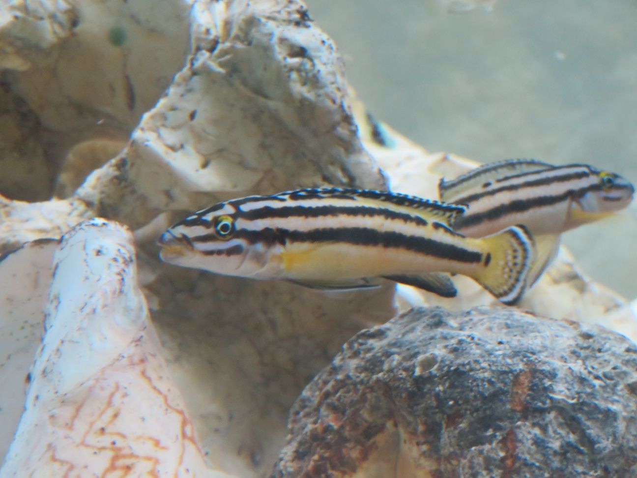 Julidochromis Reagana marksmithi tanganika  1