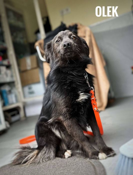 Oluś, 3 letni, 12kg, przyjazny, do domu z ogrodem adopcja za darmo odd