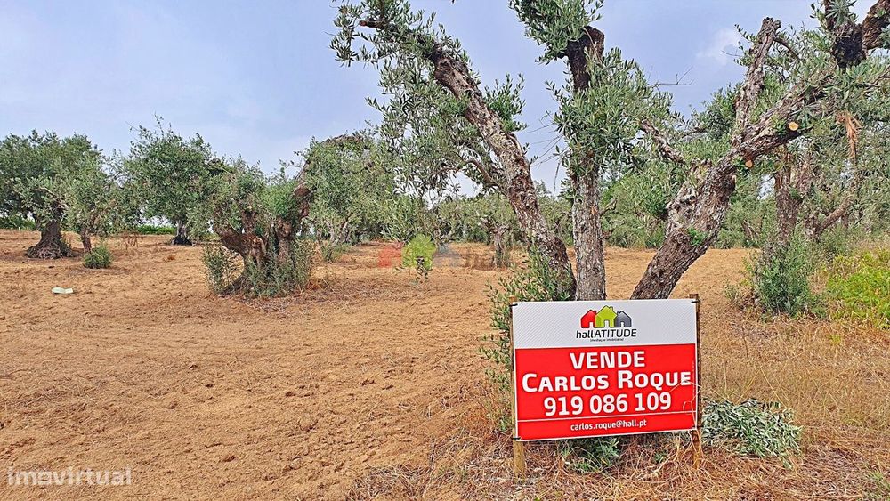 Terreno rústico com compacto olival