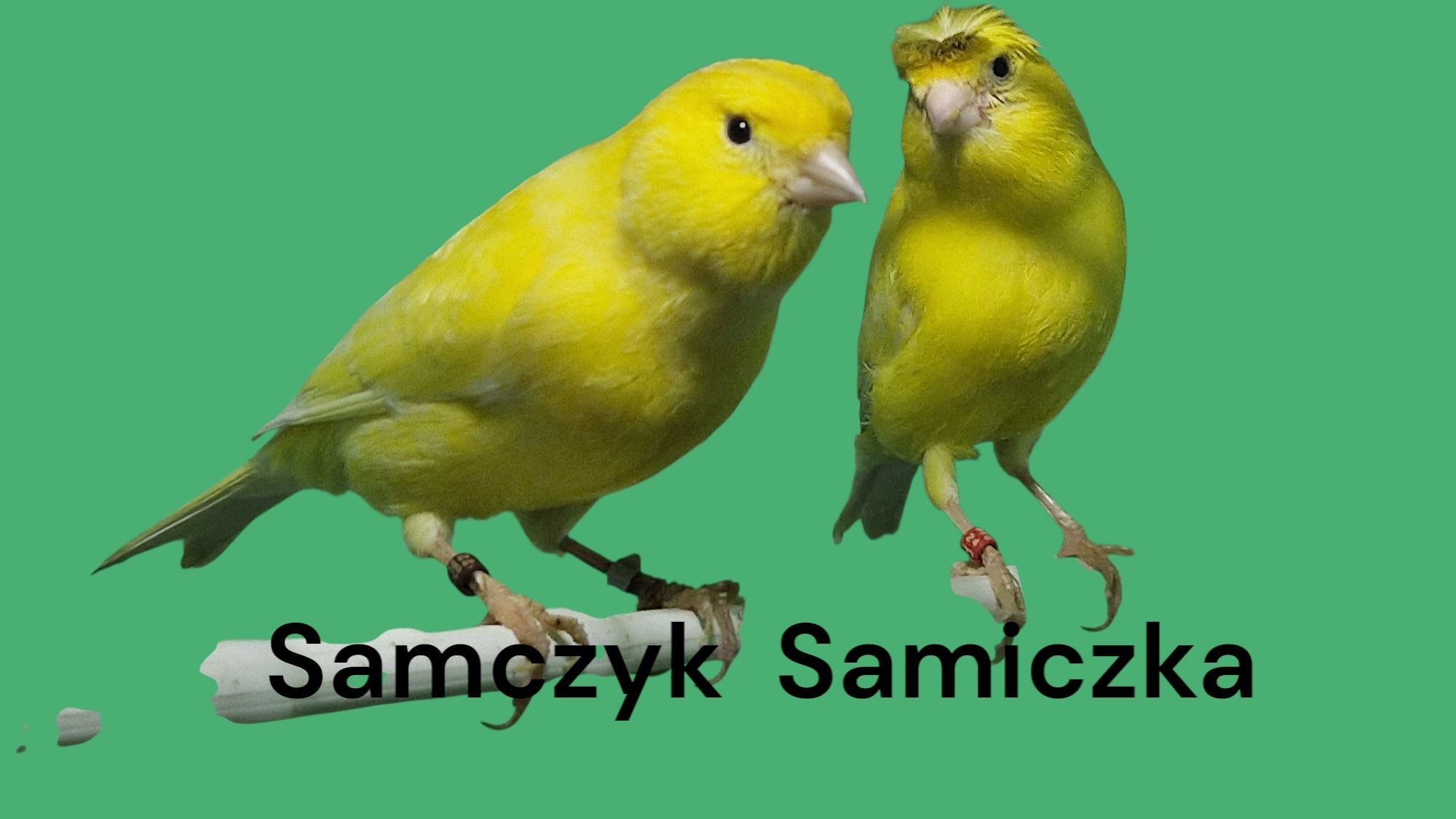 Kanarek Koroniak Niemiecki Para