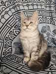 Maine Coon kocięta kotka