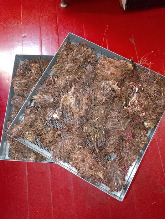 Папоротника корень