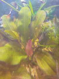 Акваріумні рослини риби соми і криветки