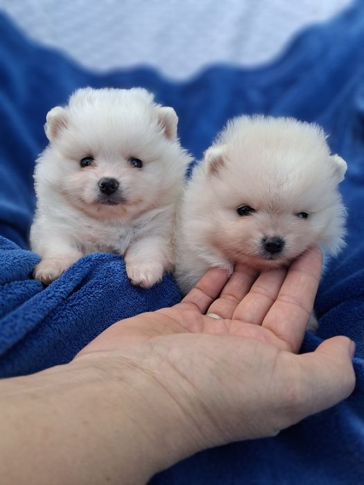 Piesek pomeranian szpic miniaturowy