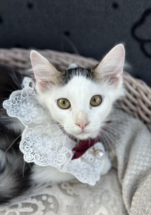 Кошеня 3 місяці (хлопчик)