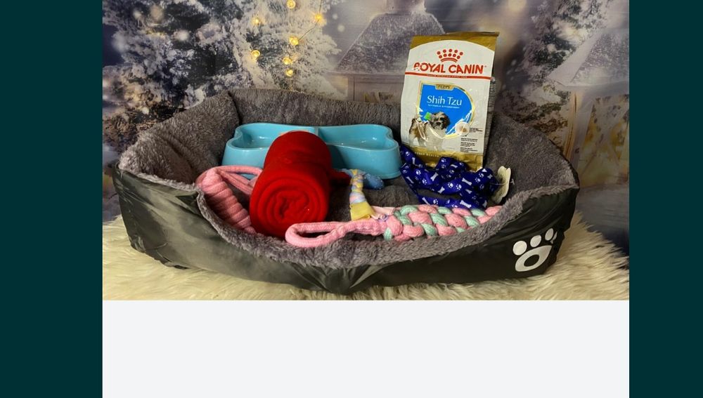 Goldendoodle f1 , szczeniak, suczka