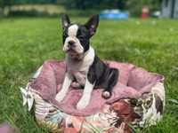 Boston Terrier ZKwP FCI