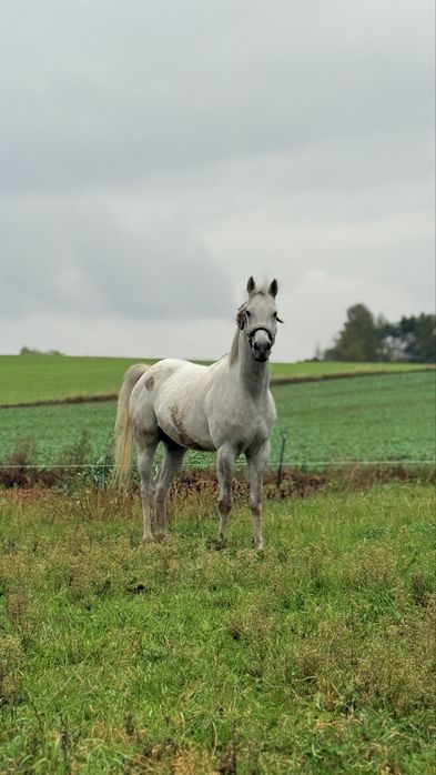 Koń arabski 5 lat