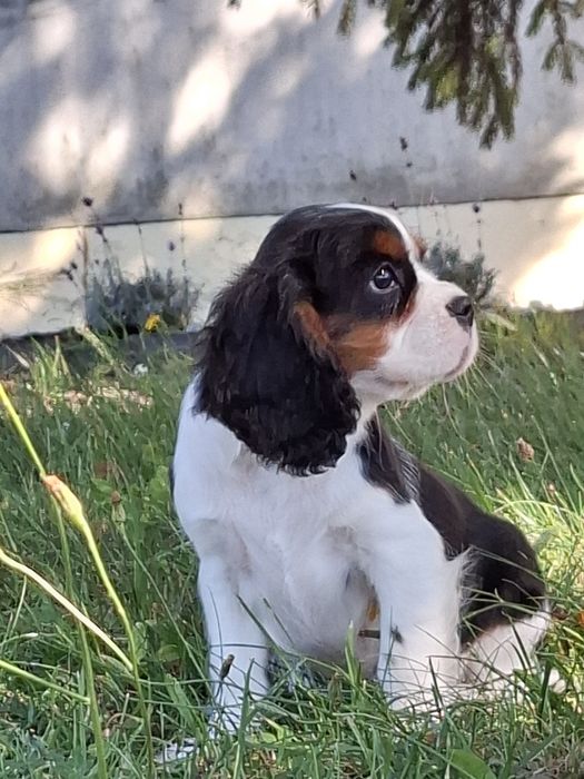 Cavalier King Charles spaniel suczka tricolor