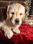 Golden Retriever - prześliczne szczenię