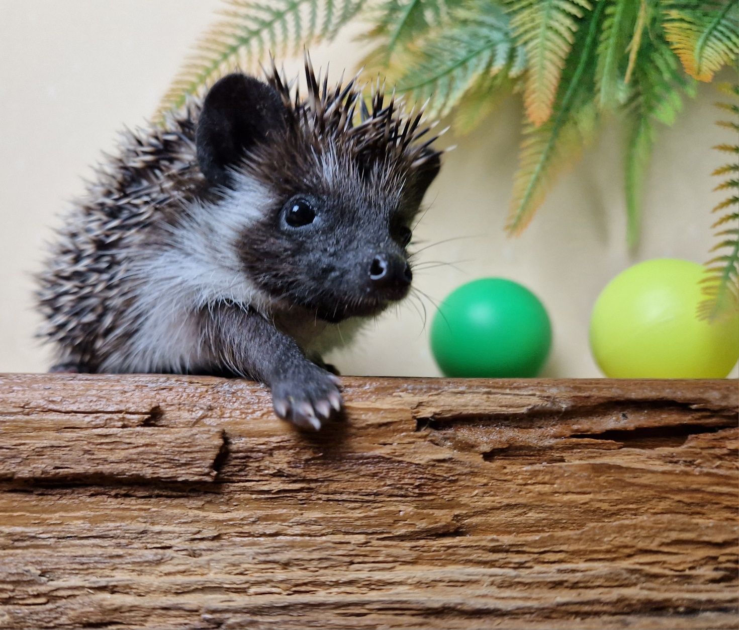 Jeż pigmejski, jeże Pigmejskie, Afrykański, Młode, Terrarium dla jeża