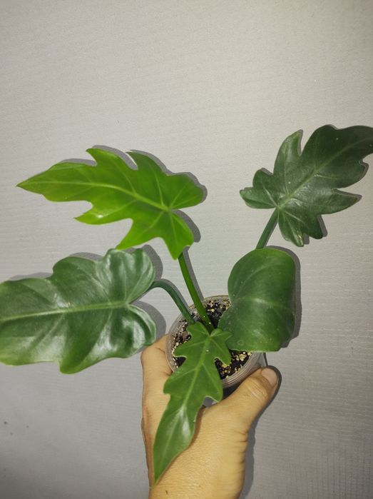 Філодендрон радіатум ред андерсон гігантеум сіам санрайз