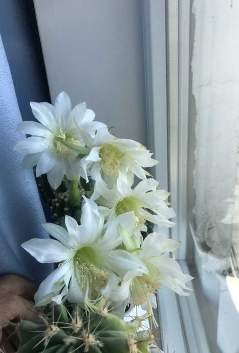 Чудові Кактуси! Квітнуть білими кватками!