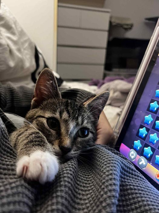 Dora - czarujące kocie dziecko