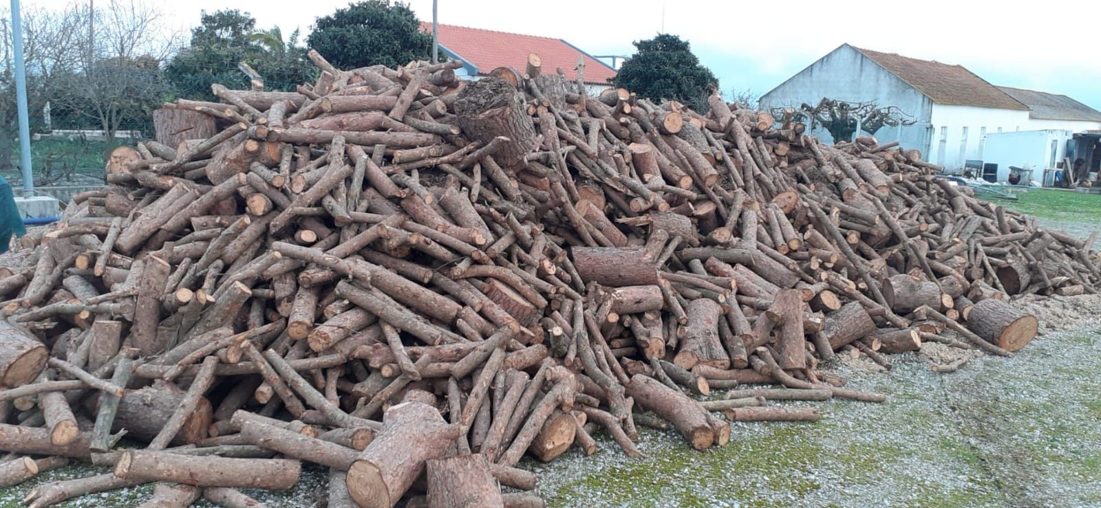 Lenha de pinho para fogão e lareira