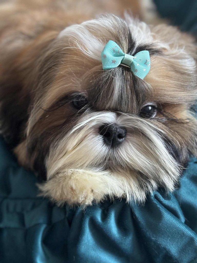 Piesek Noe 4 m-ce shih tzu Zkwp komplet szczepień, szuka domku