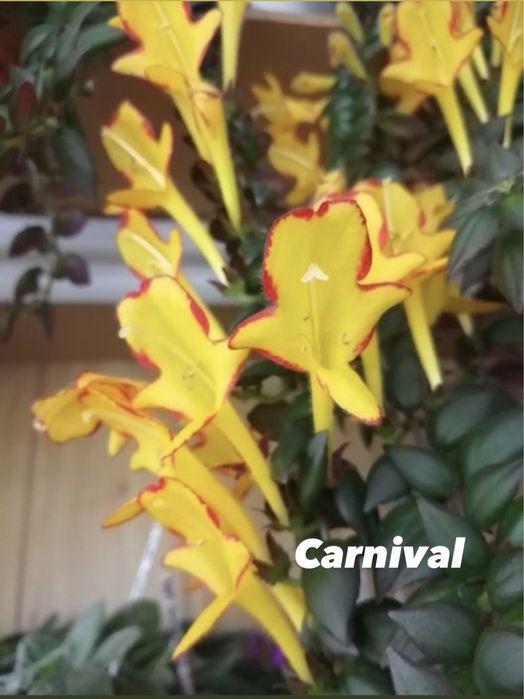 Колумнея Arguta, Carnival, Crazy Carnival