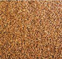 Зерно пшениці та ячменю (200- 300 кг)