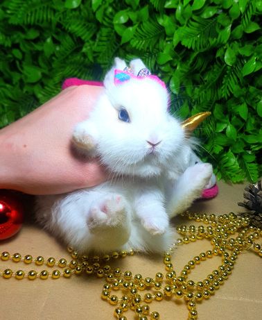 Карликовый мини кролик,міні кролики,кроленята,крольчата,карликові
