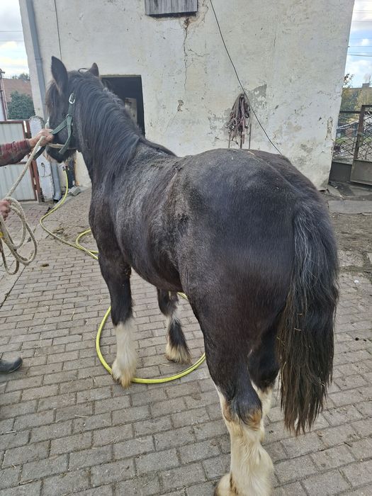 Sprzedam ogierka tinker coob grypsy