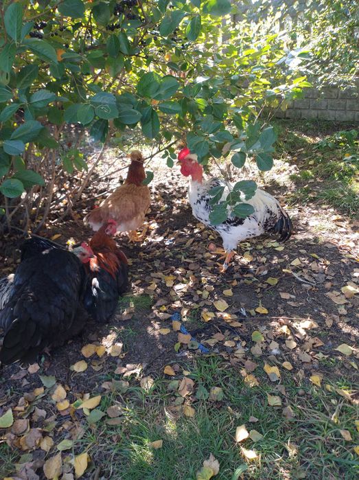 Kogutki młode różnych ras.