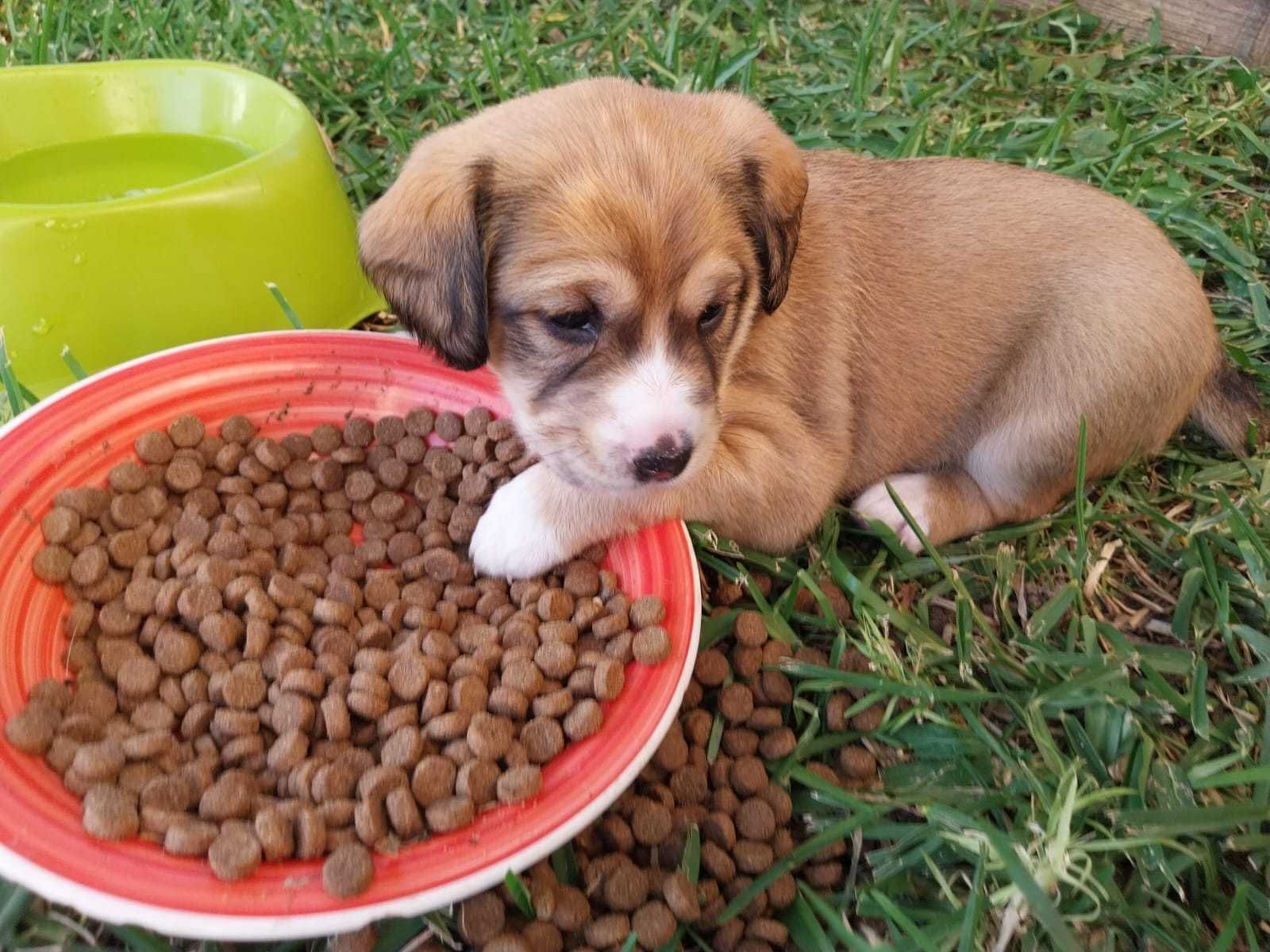 quatro cachorrinhos muito reguilas para doar