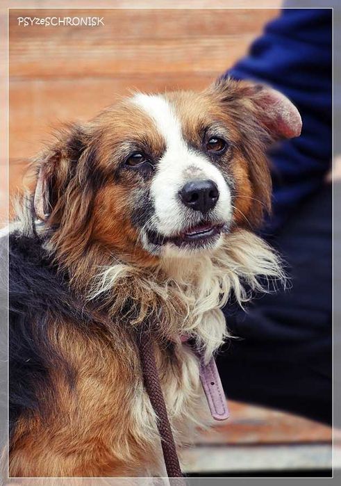 Bazu – ma tylko jedną wadę – nie jest pierwszej młodości