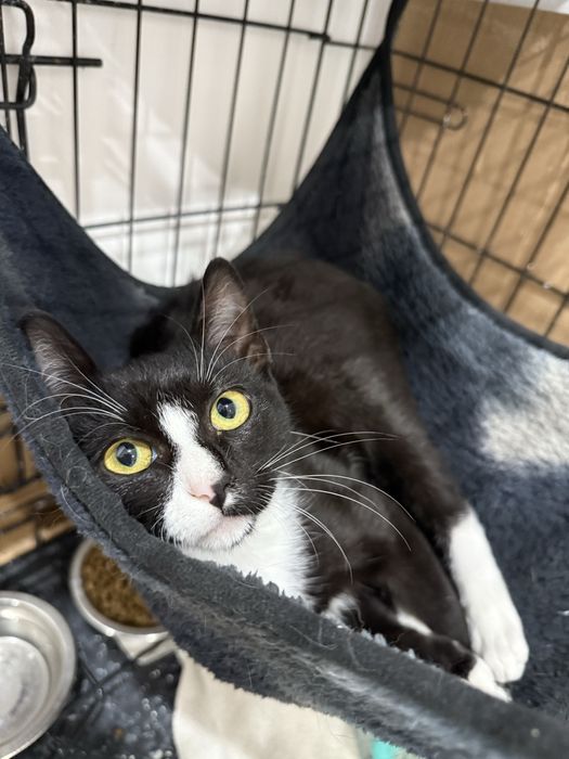 Gatinho 3 meses para adoção