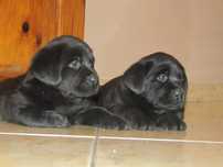 Labrador retriever piesek czarny